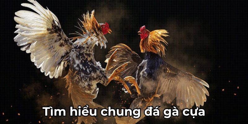 Tìm hiểu chung trò chơi đá gà cựa